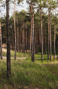 bosques naturaleza dia mundial medioambiente lucena
