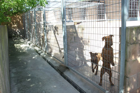 centro acogida canina perrera lucena