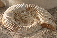 fosiles lucena